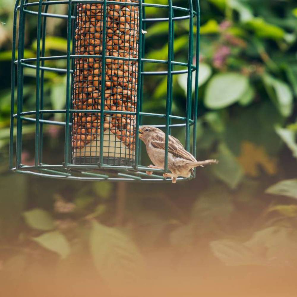 Squirrel Proof Peanut Feeder & Peanuts for Birds